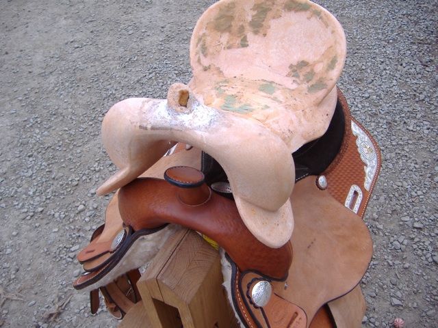 Broken tree and new saddle