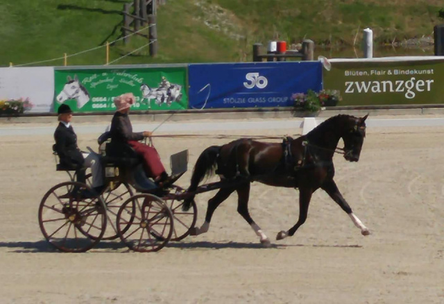 2016 World Single Horse Combined Driving Champions